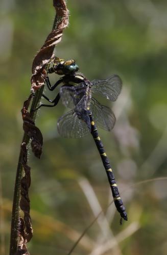 Réf. 346 934 : Cordulegaster bidentata